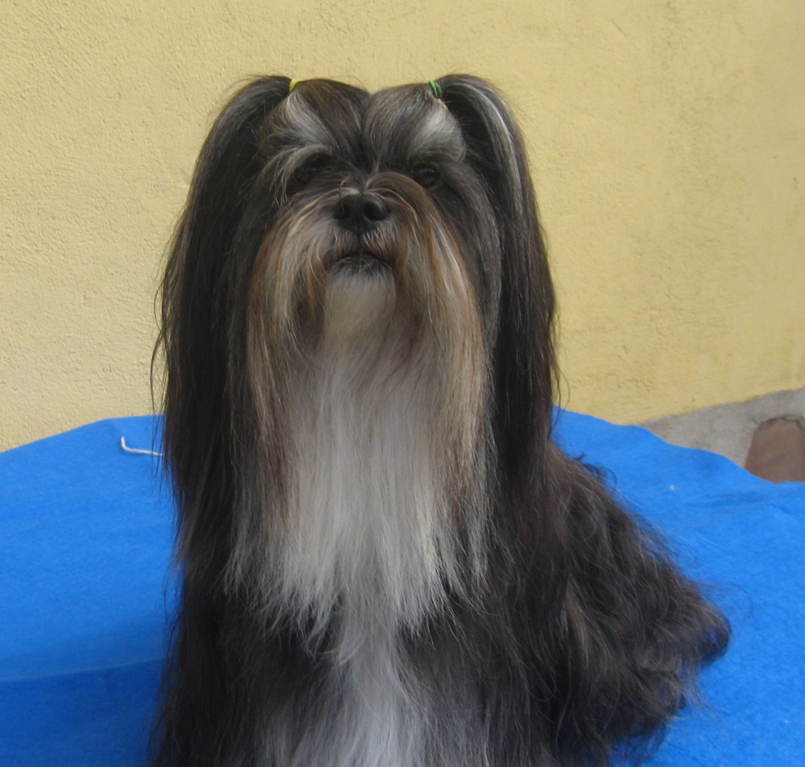 CH.E .Pt .GIB  INT CHIC CHOIX STAR SO BRIGHT