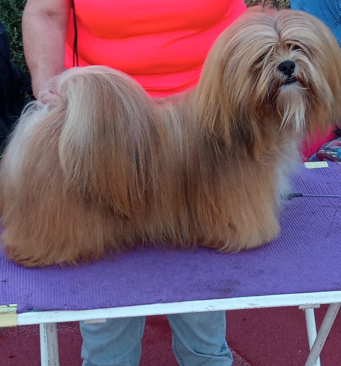 OSCAR DAR TIBETU